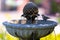 Pine Siskin bird perched on Water Fountain
