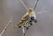 Pine Siskin eating berries in the winter