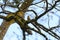 Pine Siskin resing on tree branch