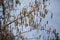 Pine Siskins at a Foraging Tree