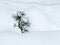 Pine in a snowdrift