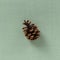 Pine or spruce cone on a green background. A brown bump lies in the middle of the frame, with a slight shadow.