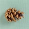 Pine or spruce cone on a green background. A brown bump lies in the middle of the frame, with a slight shadow