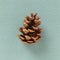 Pine or spruce cone on a green background. A brown bump lies in the middle of the frame, with a slight shadow. In the background