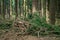 Pine spruce conifer forest cut tree branch ground