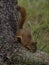 Pine Squirrel