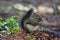 Pine Squirrel near Banff Alberta.