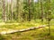 Pine summer forest in Belarus, forest landscape
