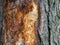 Pine surface texture. The bark of the tree is partially missing. Drops of resin are visible on the wood.