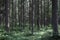 Pine thicket. Forest thicket, pine trees in the forest. Saint Petersburg region Russia, Toksovo. Dark creepy pine forest. Mystic s