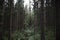 Pine thicket. Forest thicket, pine trees in the forest. Saint Petersburg region Russia, Toksovo. Dark creepy pine forest. Mystic s