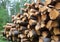 Pine Timber Logs Stacked for Collection