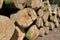 Pine timber stacked at lumber yard