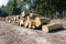 Pine timber stacked at lumber yard