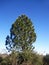 PINE TREE AGAINST BLUE SKY