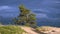 pine tree on the background of a stormy sky on the dunes of the baltic sea