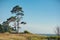 Pine tree on the Baltic sea coast