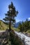 Pine tree on the bank of the Terskol river Caucasus Russia