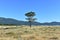 Pine tree on a beach with grass in sand dunes and blue sky. Carnota, Galicia, Spain.