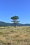 Pine tree on a beach with grass in sand dunes and blue sky. Carnota, Galicia, Spain.