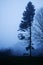 Pine tree and bench in foggy twilight.