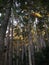 pine tree with blue Sky background - pohon pinus wisata hutan pinus