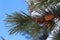 Pine tree branch with cones on blue sky background in snowy winter.