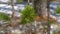 Pine tree branch with green needles on blur background in forest, closeup view.