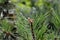 Pine tree branch with long needles and a buds with a drop of resin closeup. Coniferous tree background