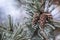 Pine tree branch with needles and cone on a freezing winter day