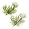 Pine tree branch with pine cones with snow vector