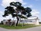 Pine tree with branch support on the grounds of historic Kanazawa castle