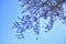 Pine Tree Branch Windy Blue Sky Background