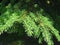 Pine tree branches, coniferous resinous tree. Evergreen tree background. Full Frame Shot Of Pine Tree. Norway spruce Abies abies