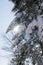 Pine tree branches silhouette covered with snow with sunlight on the back