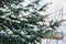 Pine tree branches with snow covered in winter. first snow in winter holiday