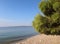 A pine tree with bright green needles on a pebble beach against a blue sky and sea