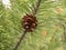 Pine tree brown ripe cone