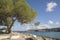 Pine Tree at Cala Bassa Cove Beach; Ibiza