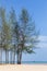 Pine tree (Casuarina equisetifolia ) on the beach