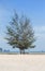 Pine tree Casuarina equisetifolia on tropical beach