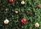 Pine tree with christmas ball ornaments close up