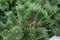 Pine tree close up view with small pine cone green christmas tree needle macro