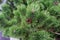 Pine tree close up view with small pine cone green christmas tree needle macro