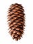 Pine tree cone isolated