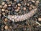 Pine Tree Cone Lying on Ground on Acorns.