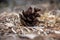 pine tree cones laying on the forest bed in spring