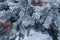 Pine tree covered with hoar frost close-up