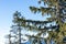 A pine tree covered in snow at the Grouse Mountain