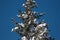 Pine tree covered in snow over a blue sky, Cortina D`Ampezzo, It